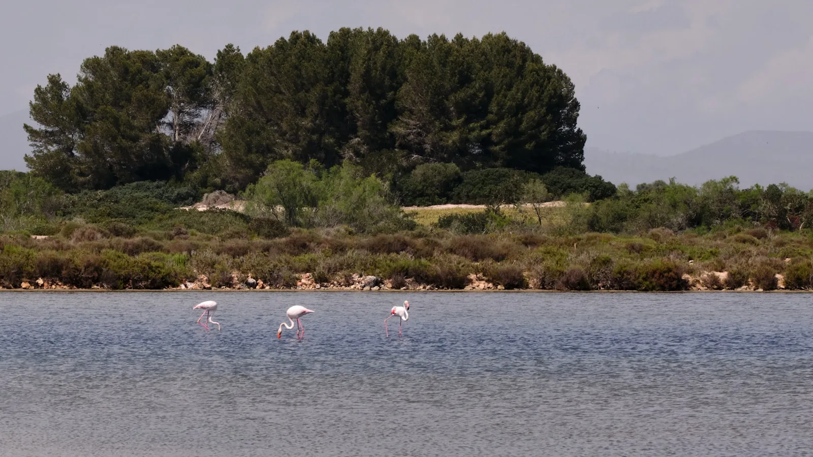️ S'Albufera de Majorque et les autres zones à risque des Baléares