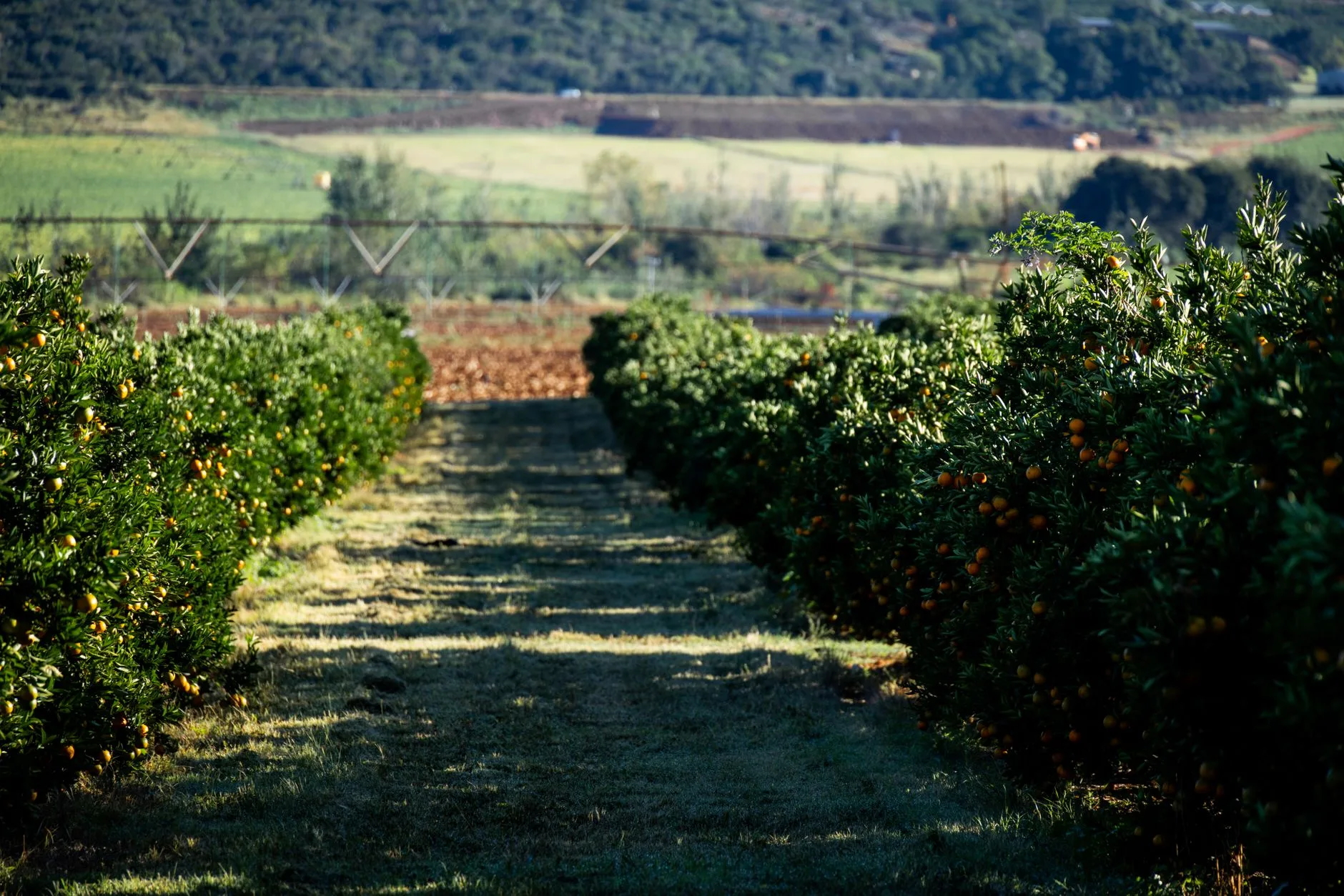 Les fincas rurales dans les orangeraies : immersion dans la campagne majorquine